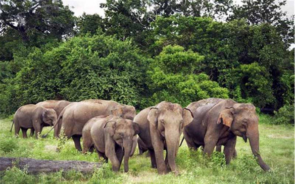 बेड़ो प्रखंड में जंगली हाथियों ने मचाया उत्पात, कई फसलों को रौंदा